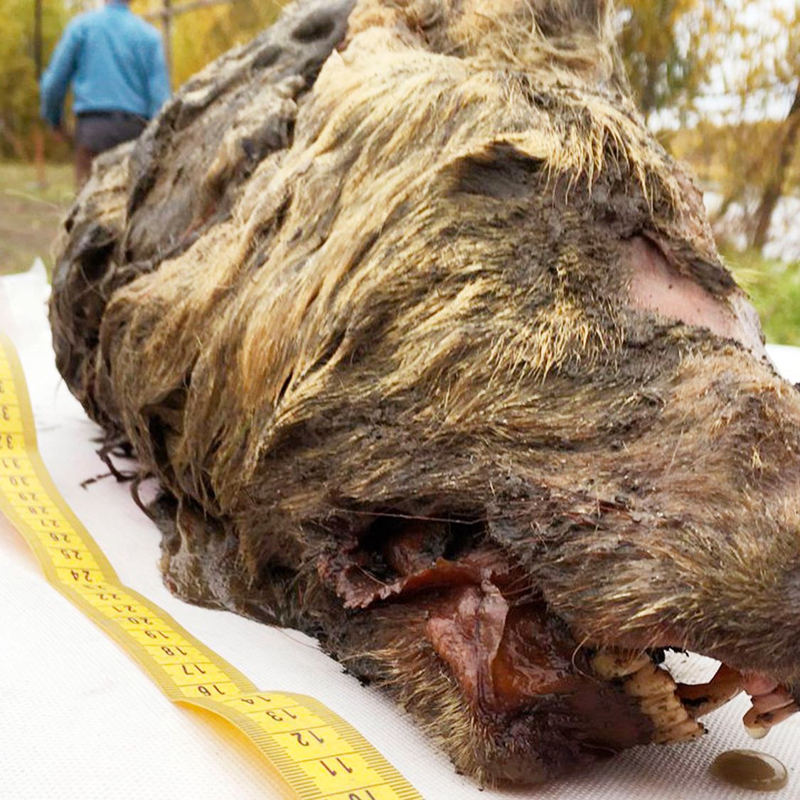 The Severed Head of a Giant 40,000-Year-Old Wolf Discovered in