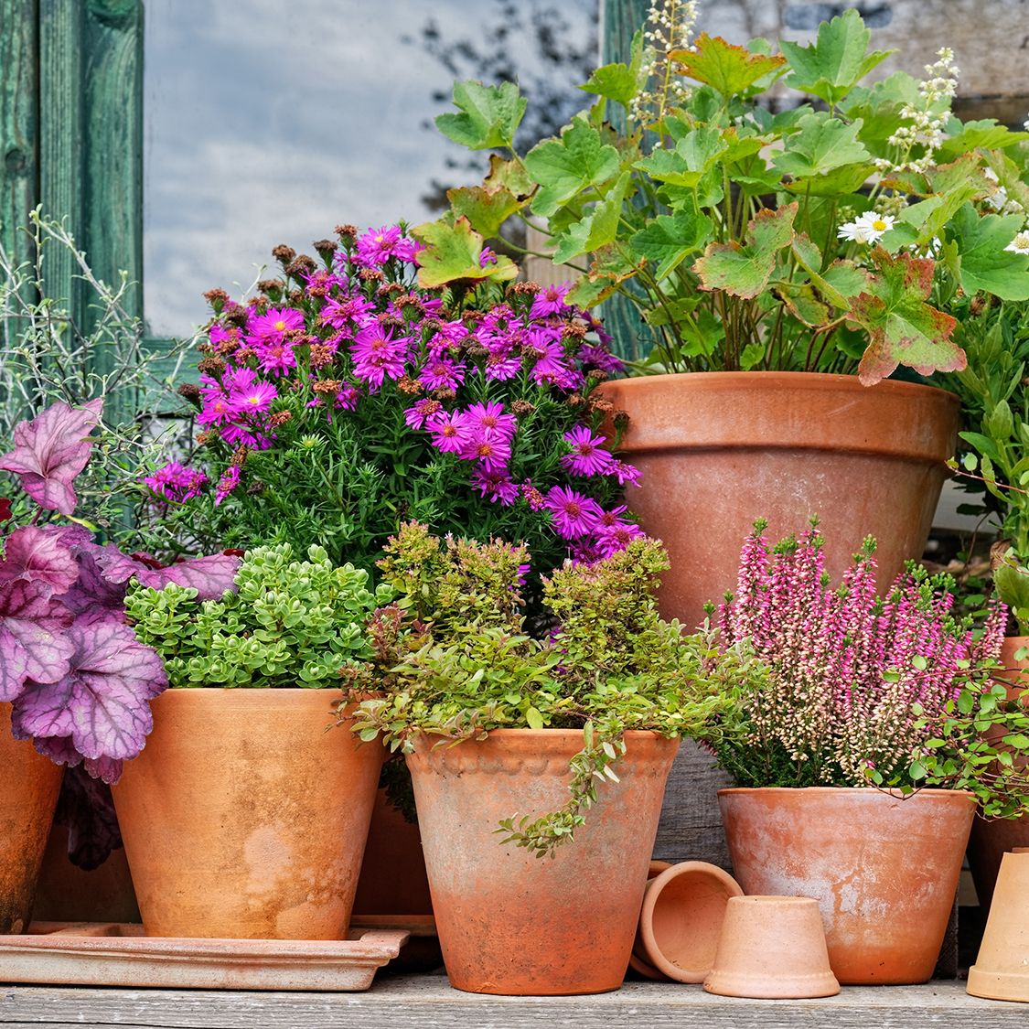plant self watering bulbs Terracotta Watering Bulbs