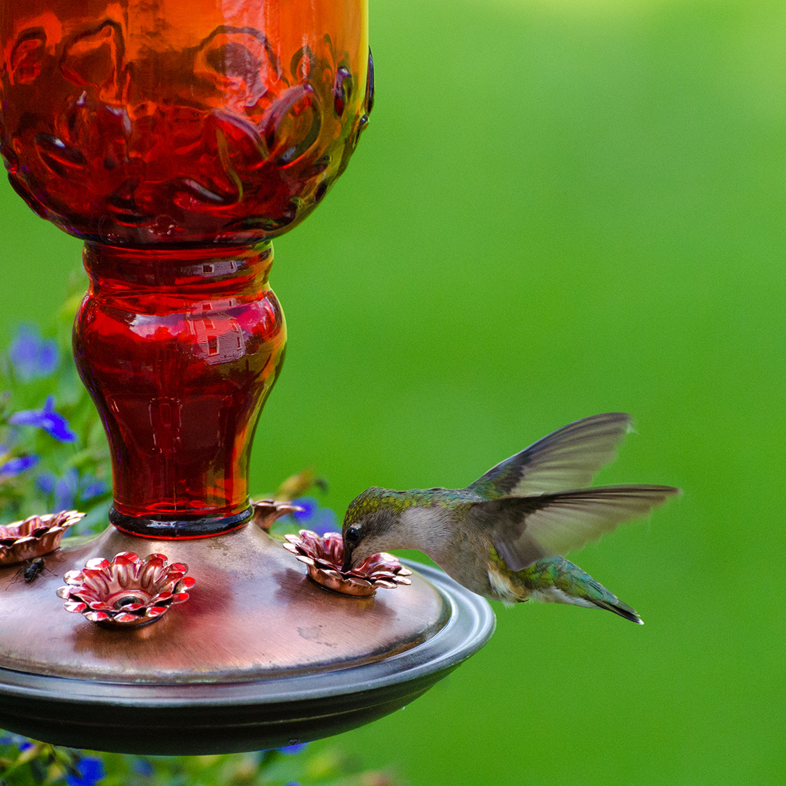 What is the Best Hummingbird Food 