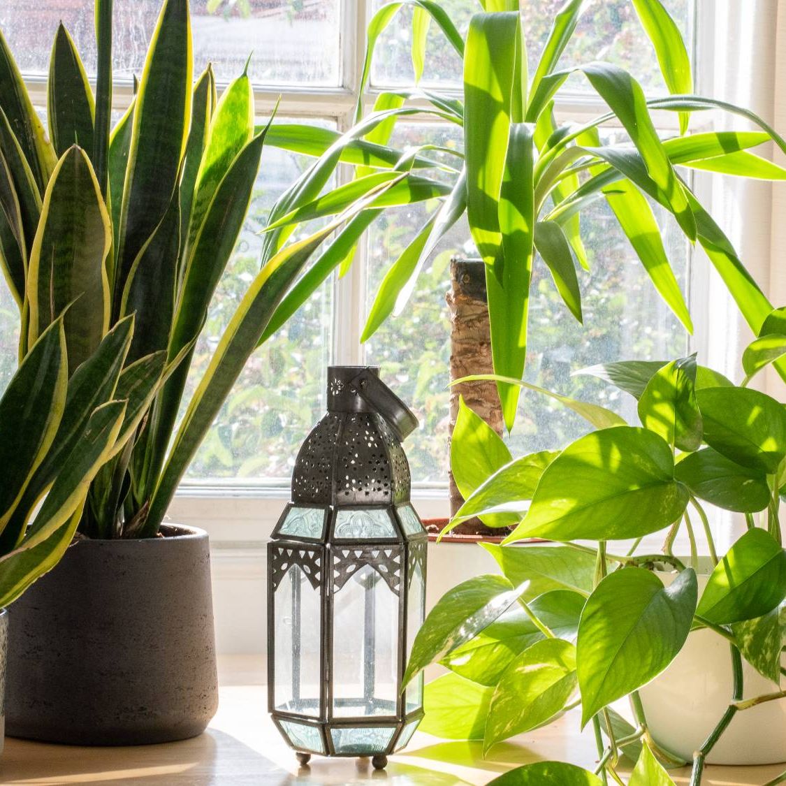 6 Low-Maintenance Plants That Are a Dream to Grow | Gardening Know How
