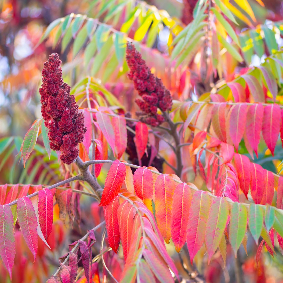 How to Grow Staghorn Sumac for Stunning Four-Season Beauty | Gardening Know  How