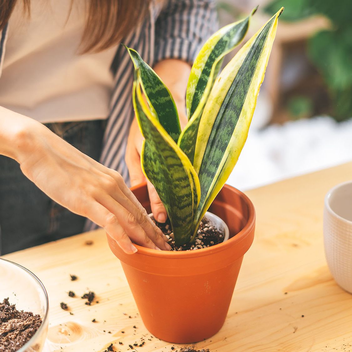 Best Snake Plant Soil Mix  What to Use for Healthy Growth | Gardening Know  How