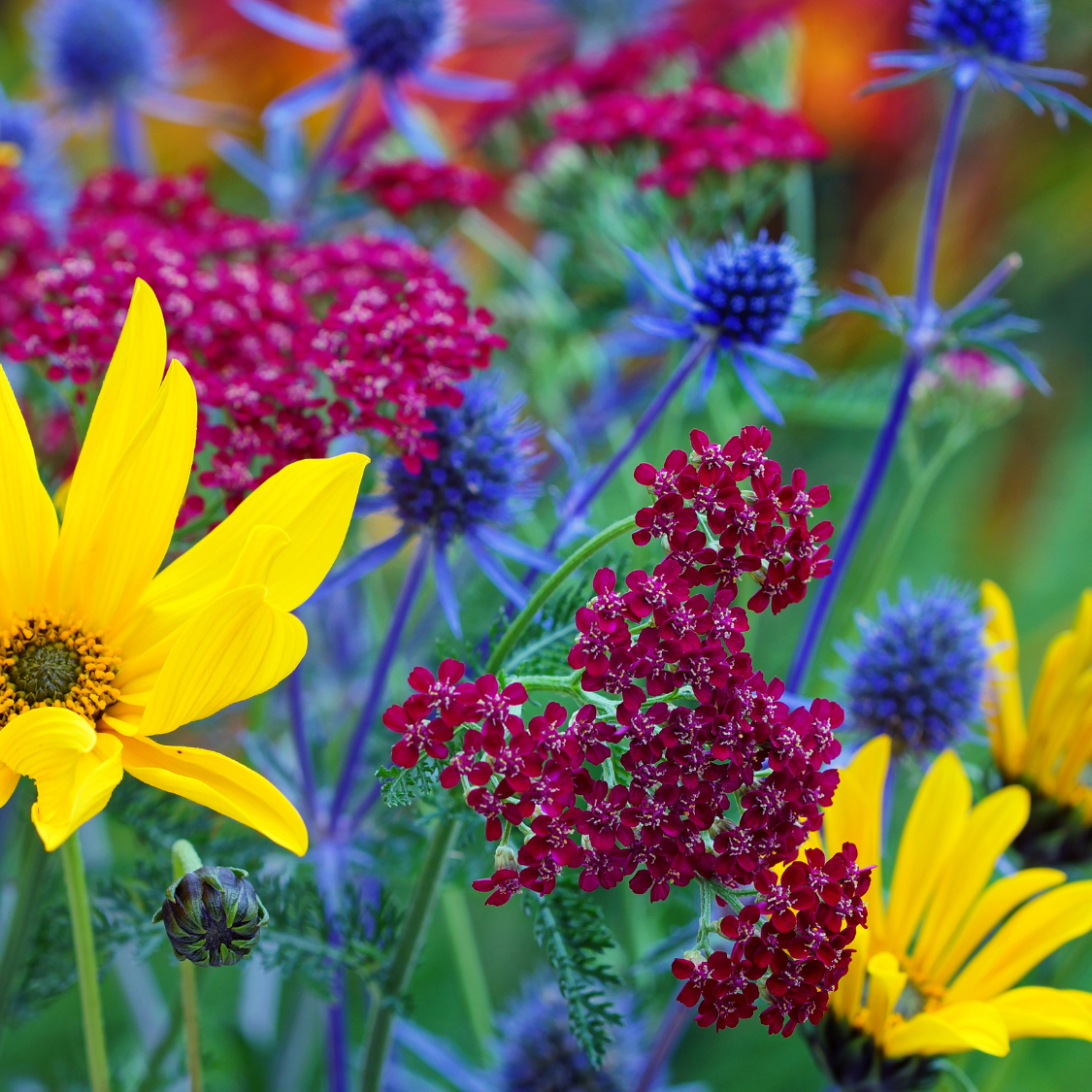 These 6 Drought-Tolerant Blooms Stay Lush All Summer | Gardening