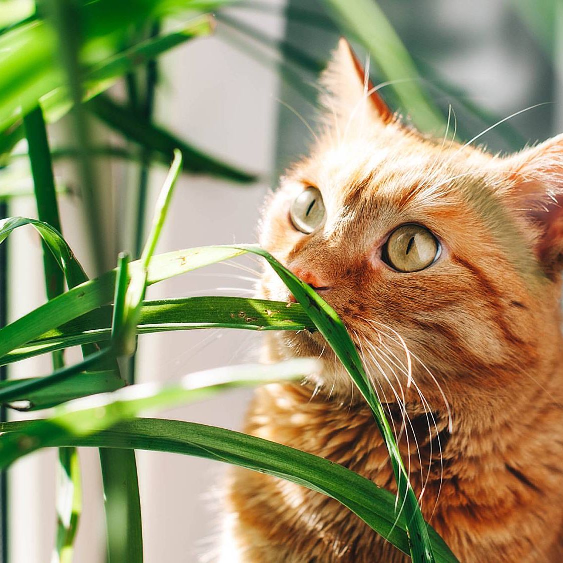 Cat-Safe Plants: 10 Non-Toxic Houseplants for Cat Owners | Gardening Know  How