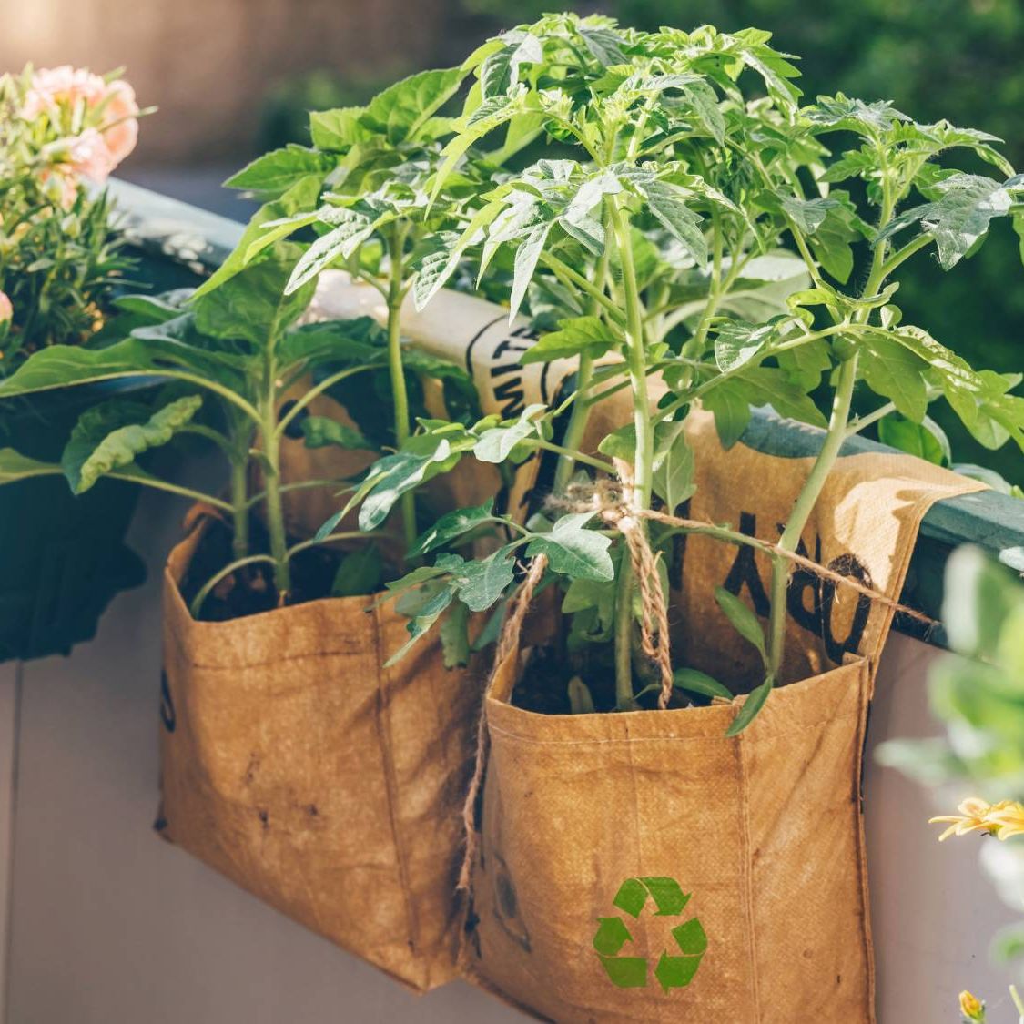 snake plant in a pot Snake Plant Collection | Plant Bundles for Delivery