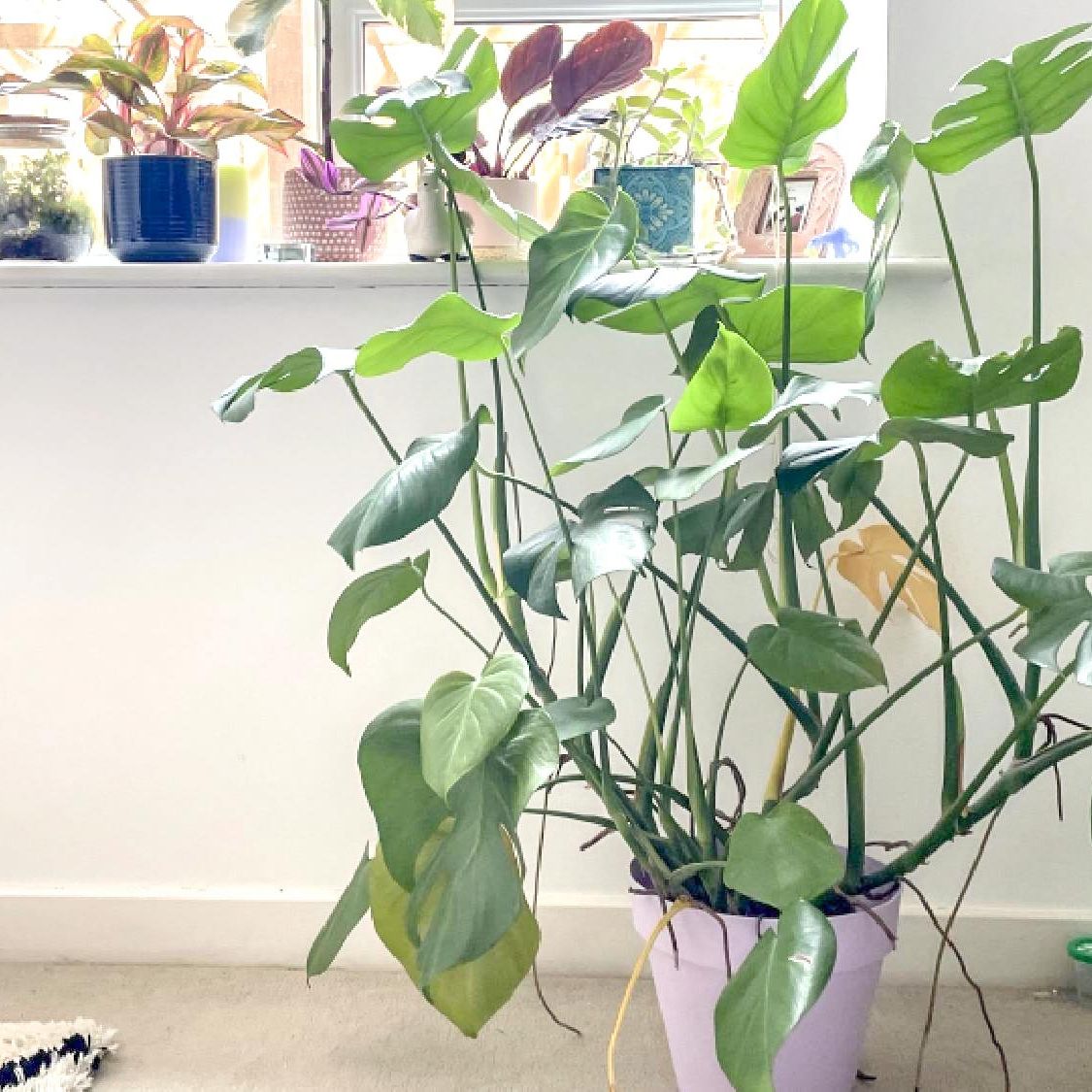 Houseplants taking over? Here's how to repot a Swiss cheese plant | Tom's  Guide