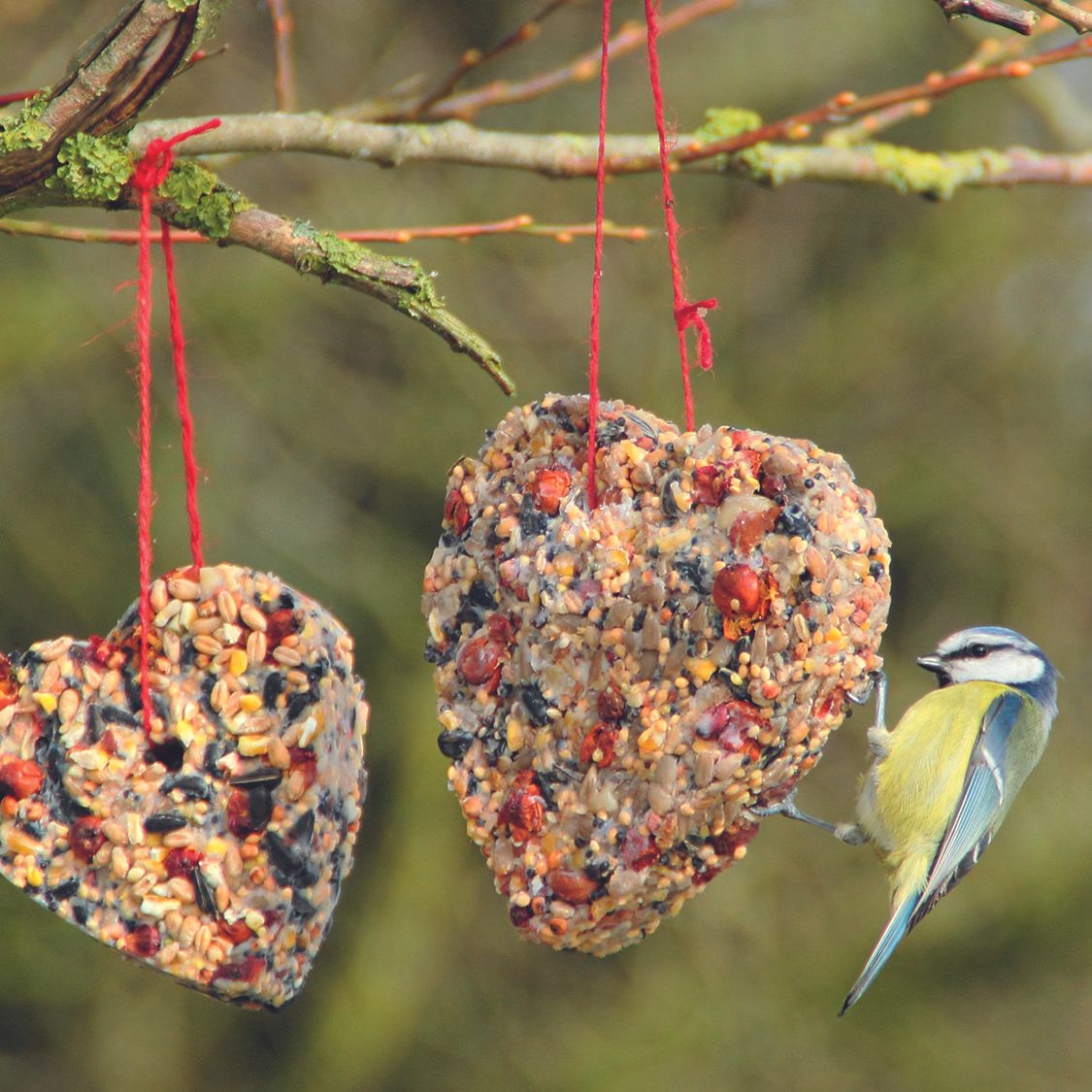 Easy DIY Seed Ornaments to Bring Birds Flocking to Your Yard | Gardening  Know How, image size:1125x1125