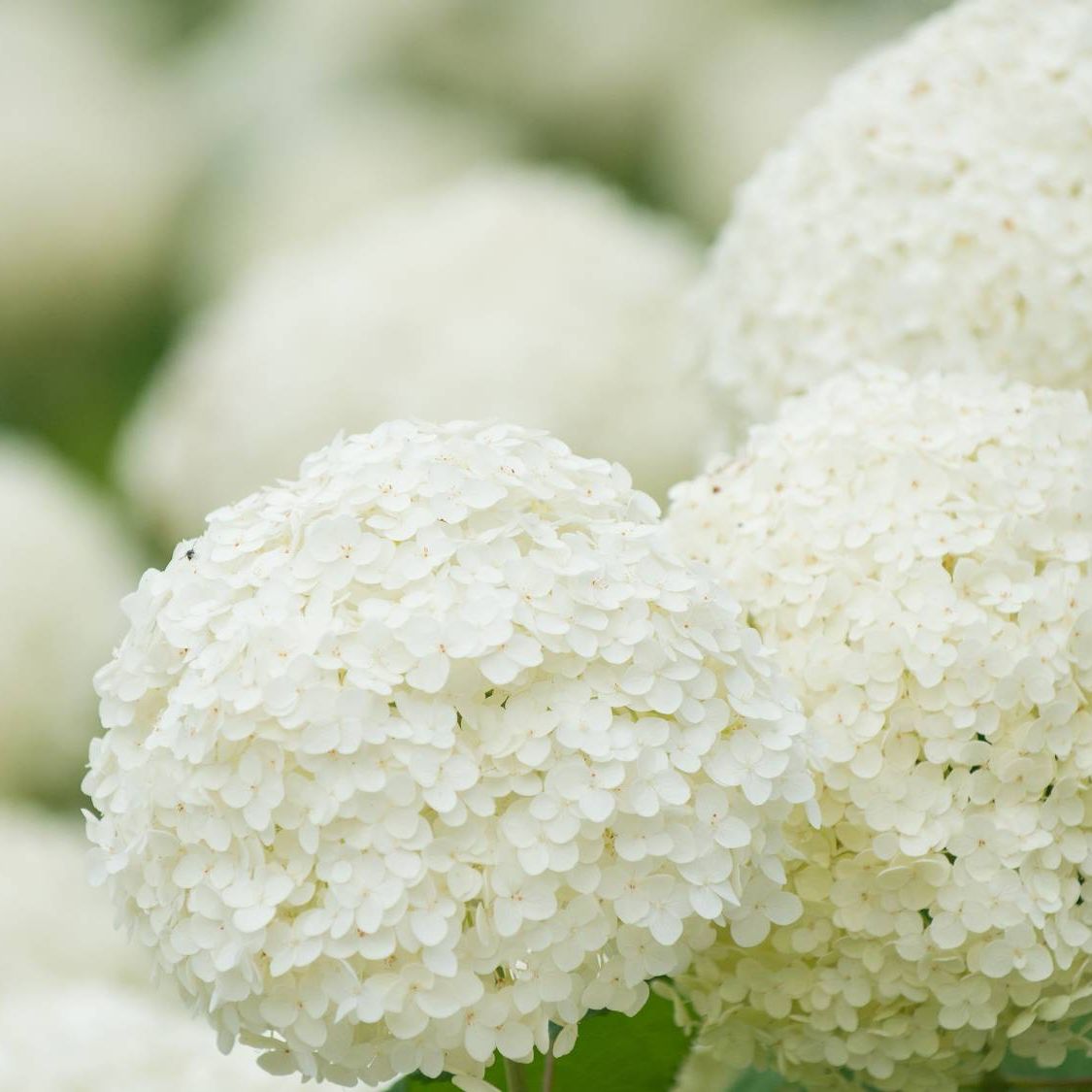 Stunning White Hydrangea Shrubs for Your Landscape | Gardening Know How