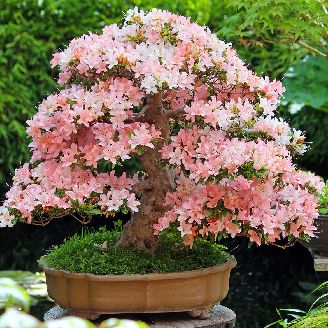 indian bonsai tree Buy Bonsai Tree Online | Bagwani Nursery | Bonsai 7