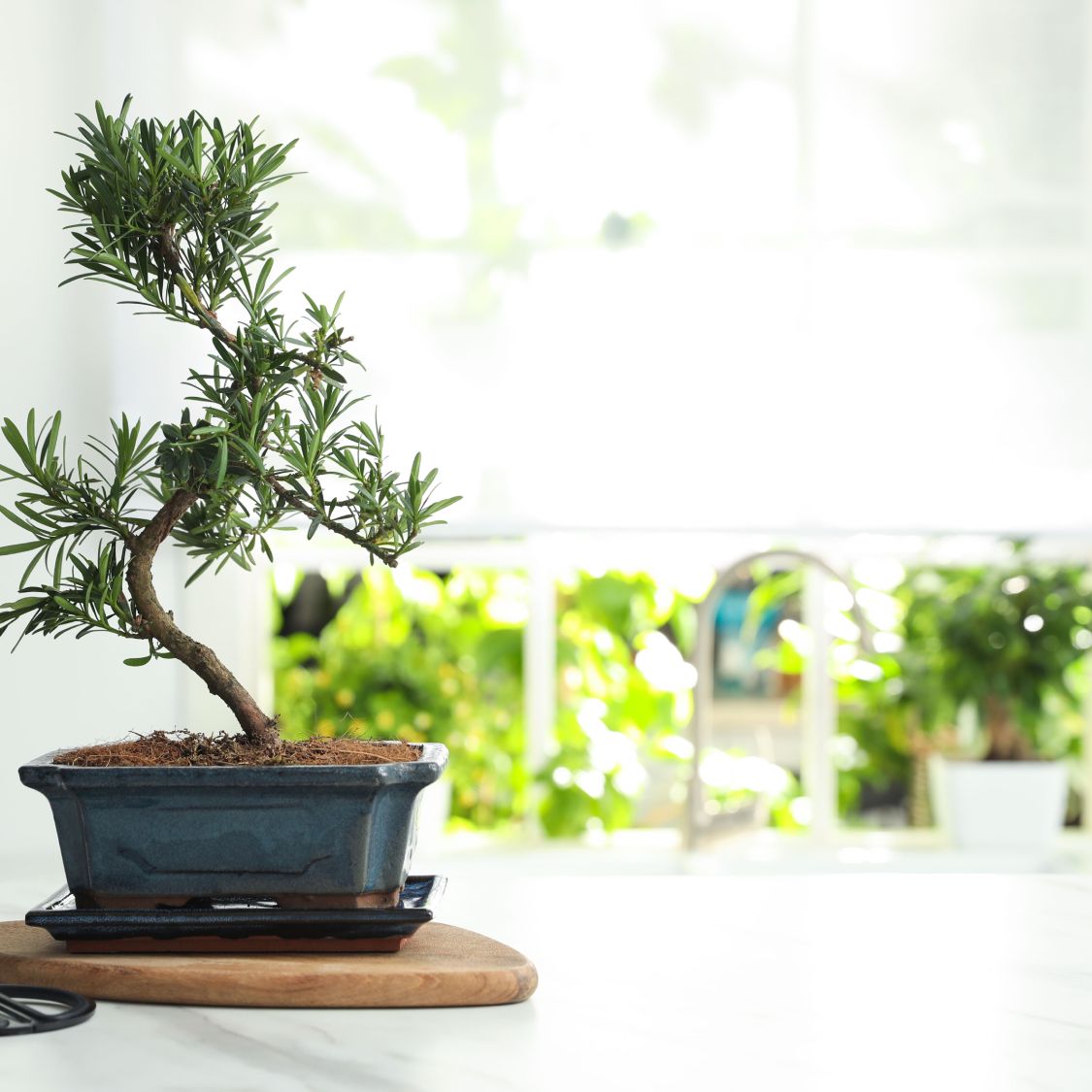 How to Turn Herbs Into an Adorable, Edible Bonsai Forest | Gardening Know  How