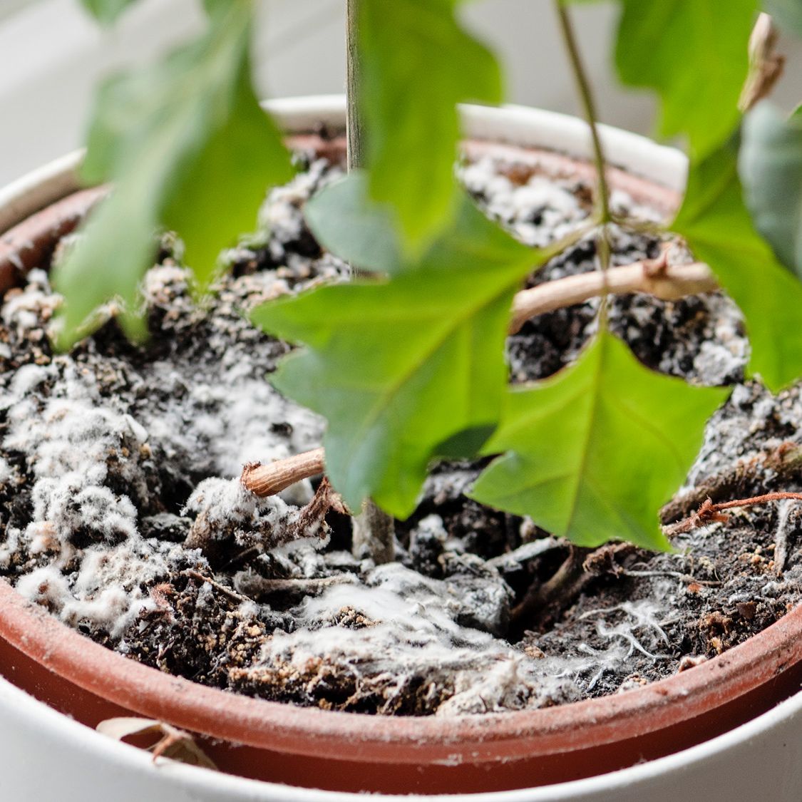 ordering lavender plants online Phenomenal Lavender Plants For Sale