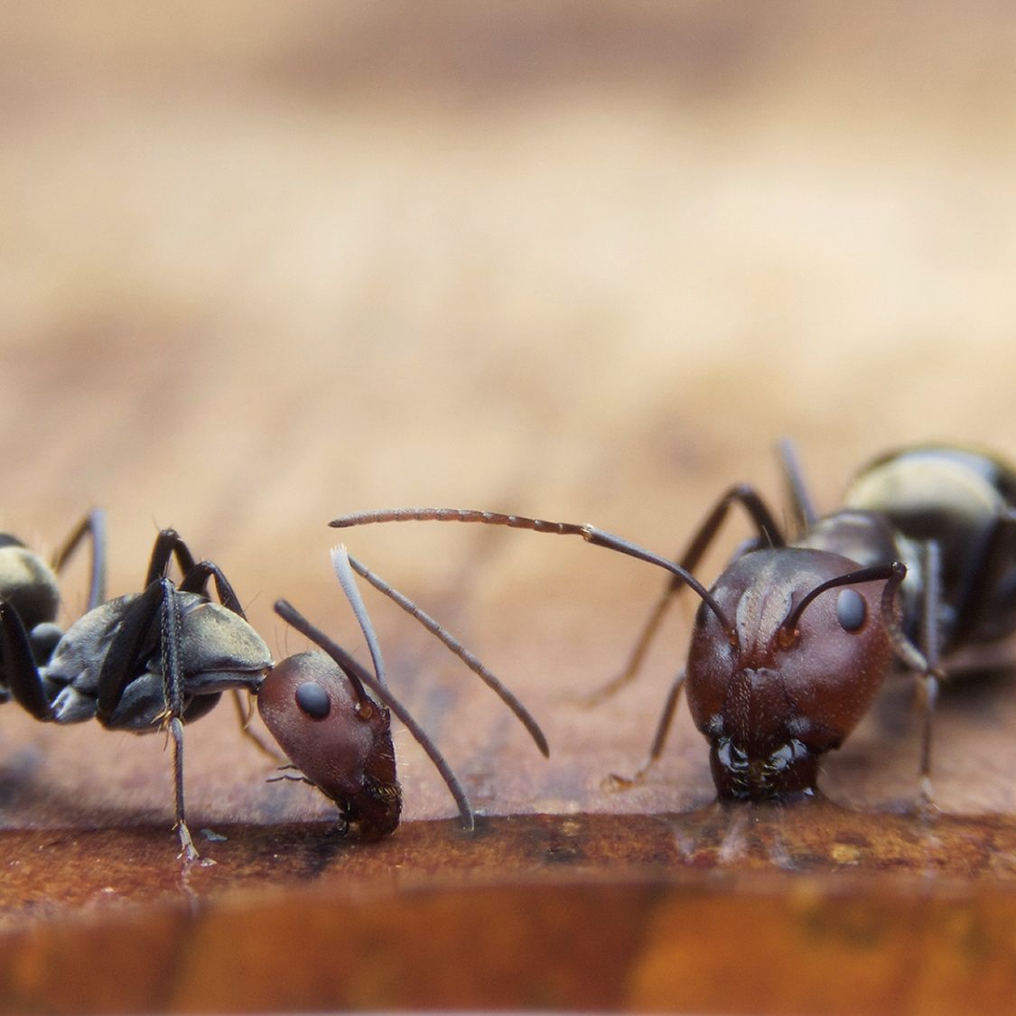 are ants attracted to tobacco What To: Understanding Their Preferences Sugar Ants Have An Affinity