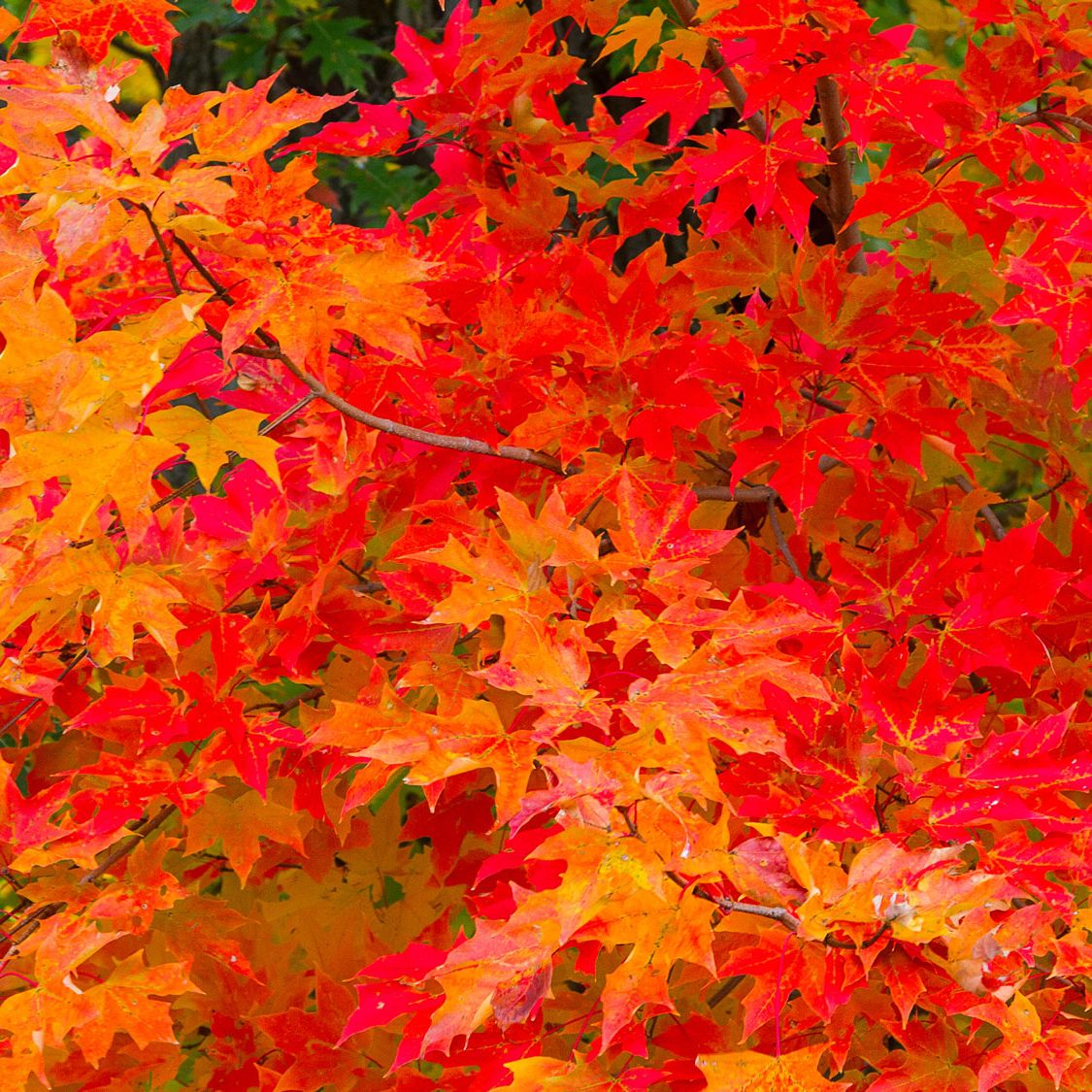 5 Shade-Loving Shrubs And Trees For Vibrant Fall Foliage
