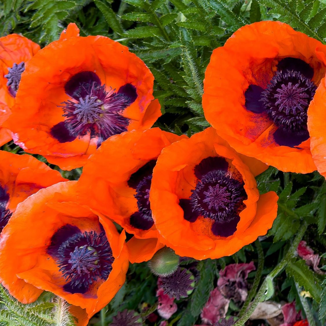 Growing Poppies From Seed | Ultimate Poppy Care Guide | Gardening Know How