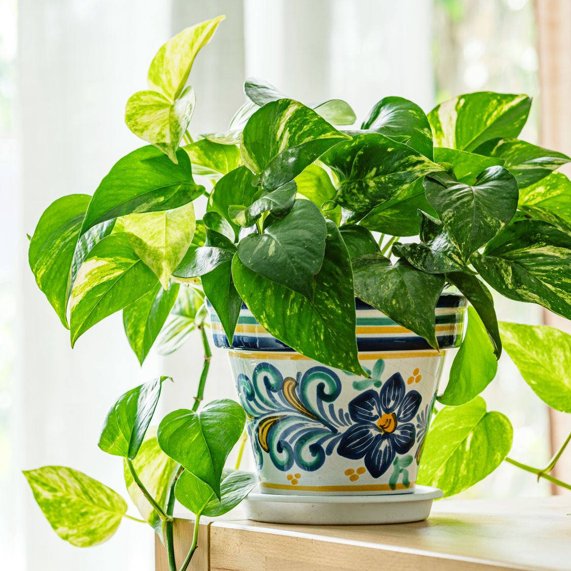Pothos Plant Care Made Easy: The Ultimate Growing Guide | Gardening Know How