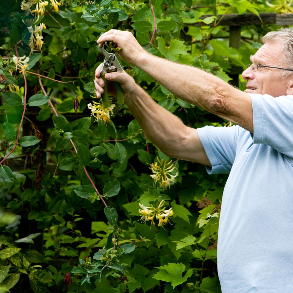 How to Prune Honeysuckle Vines | Gardening Know How
