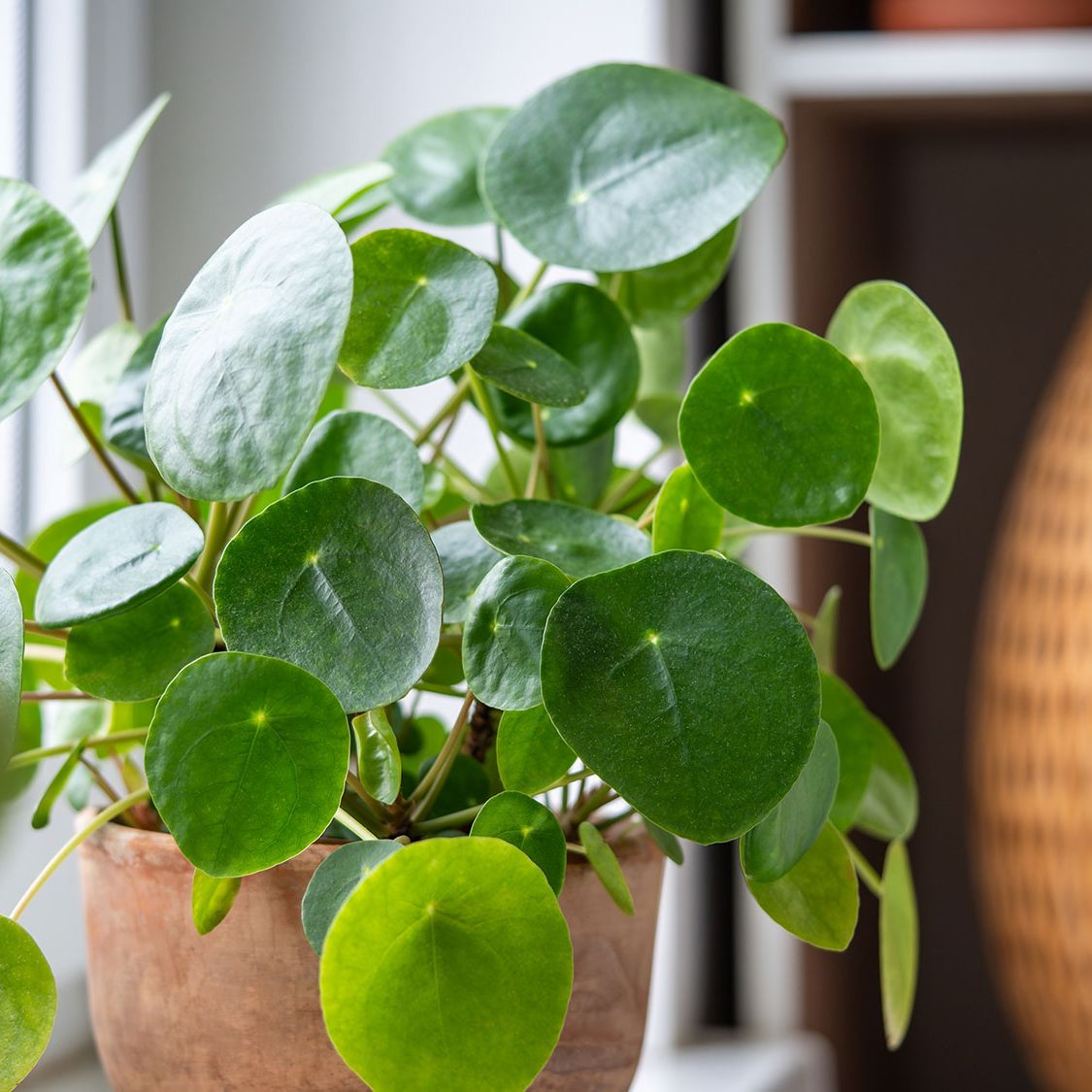 black zz raven plant for sale Rare Black Raven ZZ Plant - Zamioculcas zamiifolia - 6