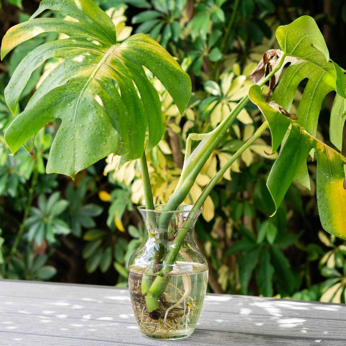 How to Propagate Monstera: Step-By-Step Guide | Gardening Know How