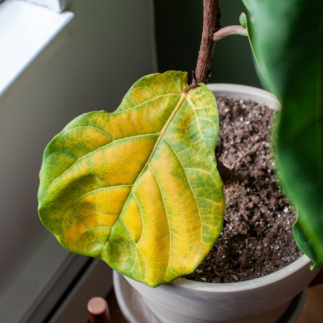 yellow house plants Croton Banana Yellow, Live Tropical Plant indoor or Outdoor main image 0