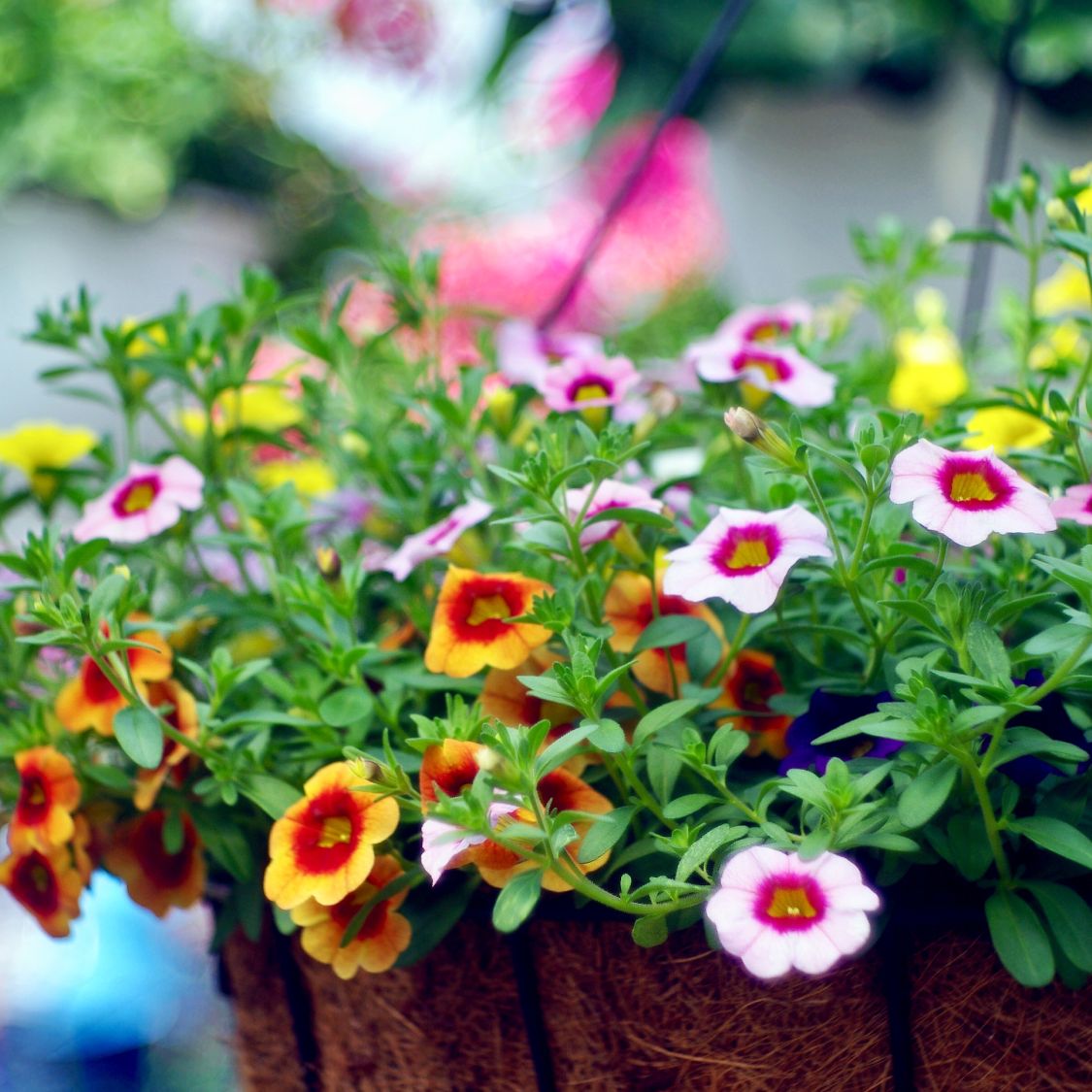 money plant in a pot Buy Money Plant N'Joy Online