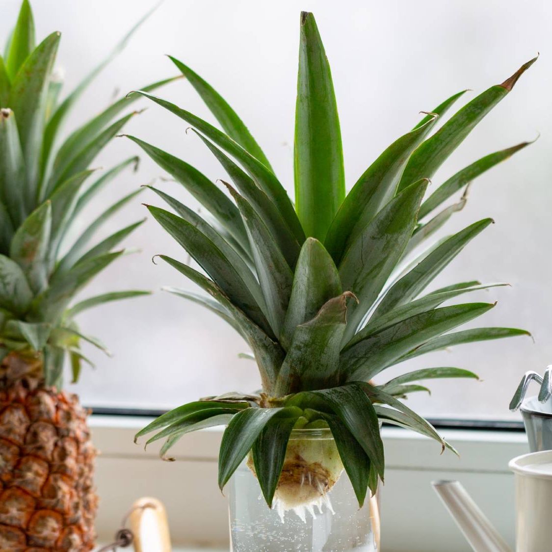 spider plant picture Spider Plant Care - How to Grow Chlorophytum comosum