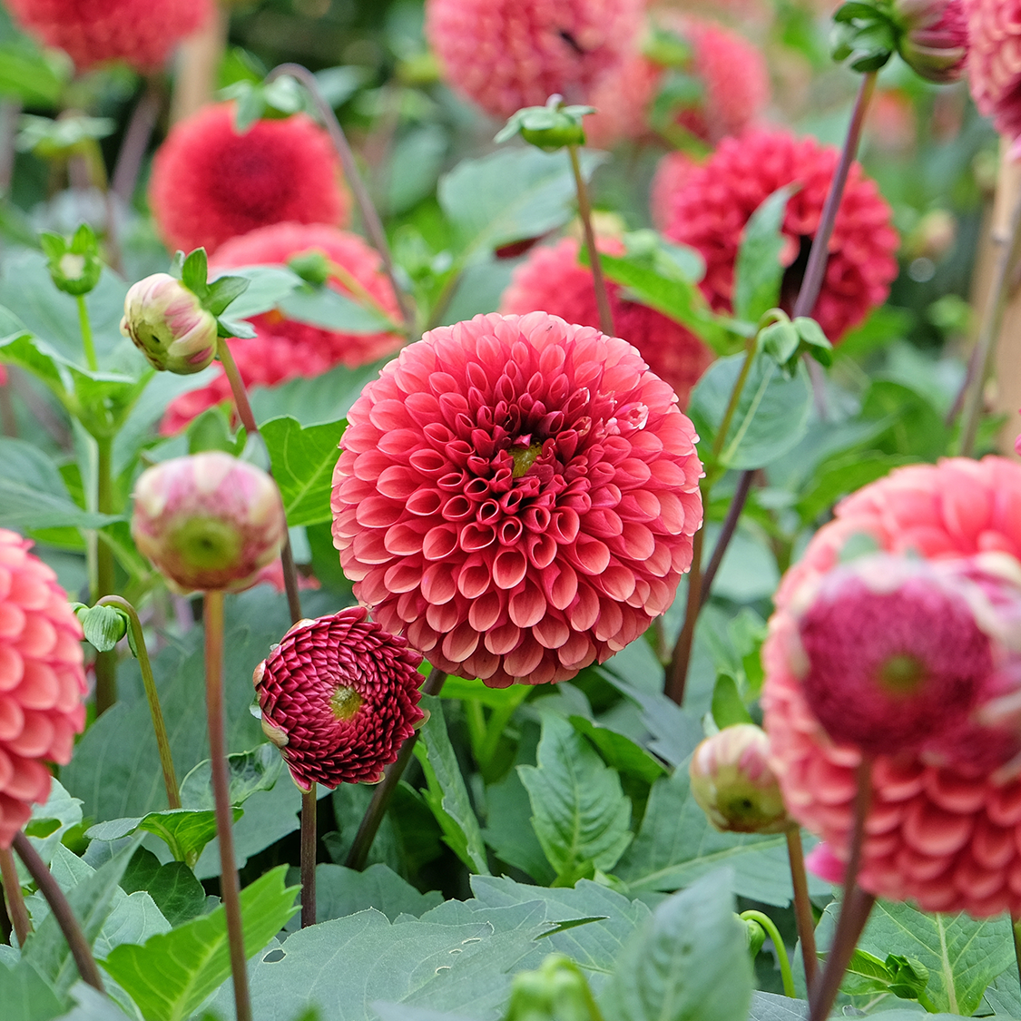 9 perennial flowers to plant in April for blooms year after year | Tom's  Guide