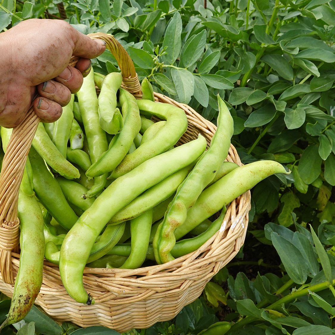 How to Grow Fava Beans | Planting & Care Guide | Gardening Know How
