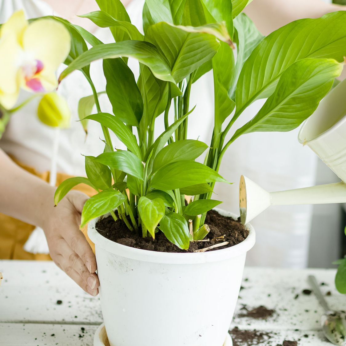 Add Green Tea To Peace Lilies | Peace Lily Fertilizer | Gardening Know How