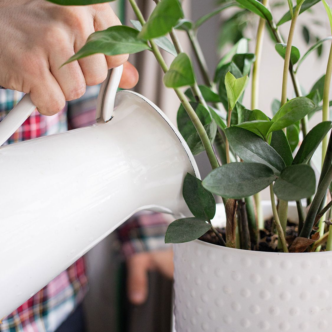 coconut palm plant care Coconut Palm - House Plants Delivery Toronto