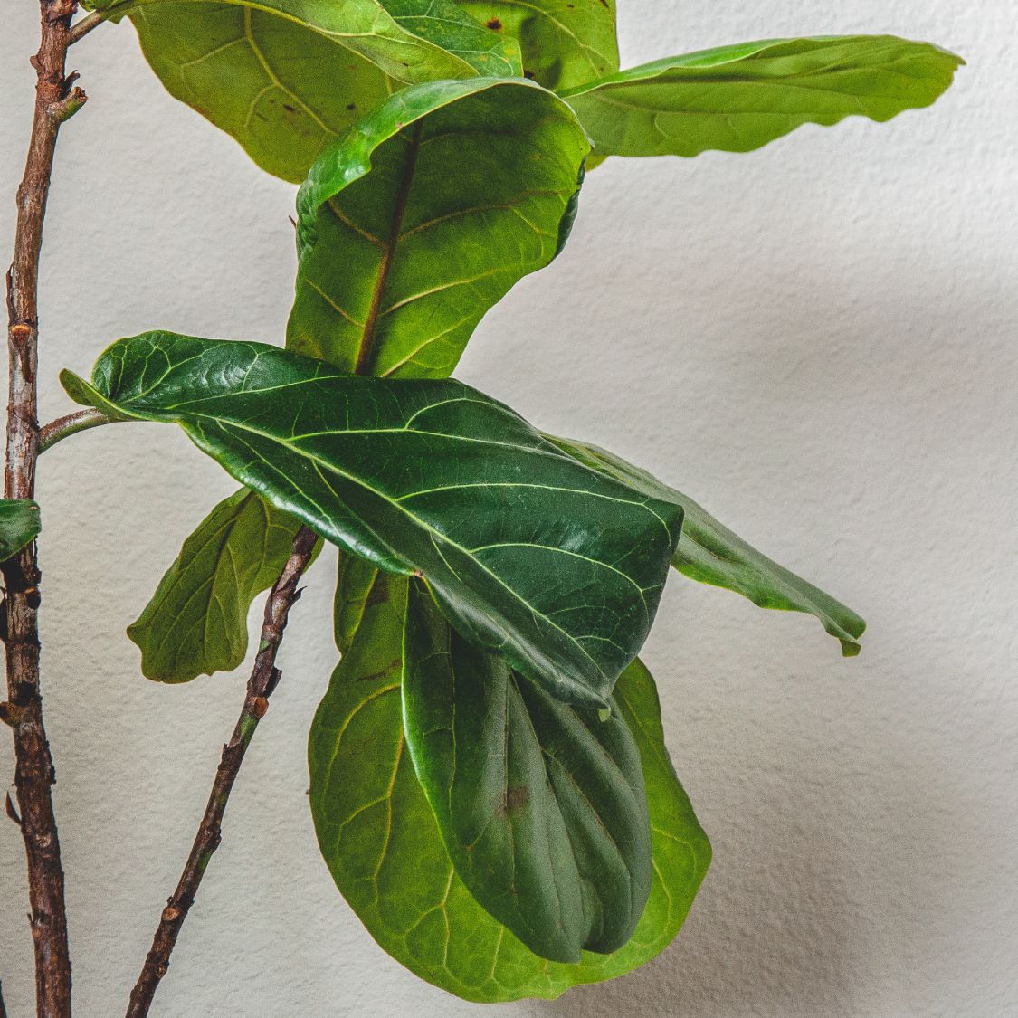 Fiddle Leaf Fig Dropping Leaves: Common Causes & Fixes | Gardening Know How