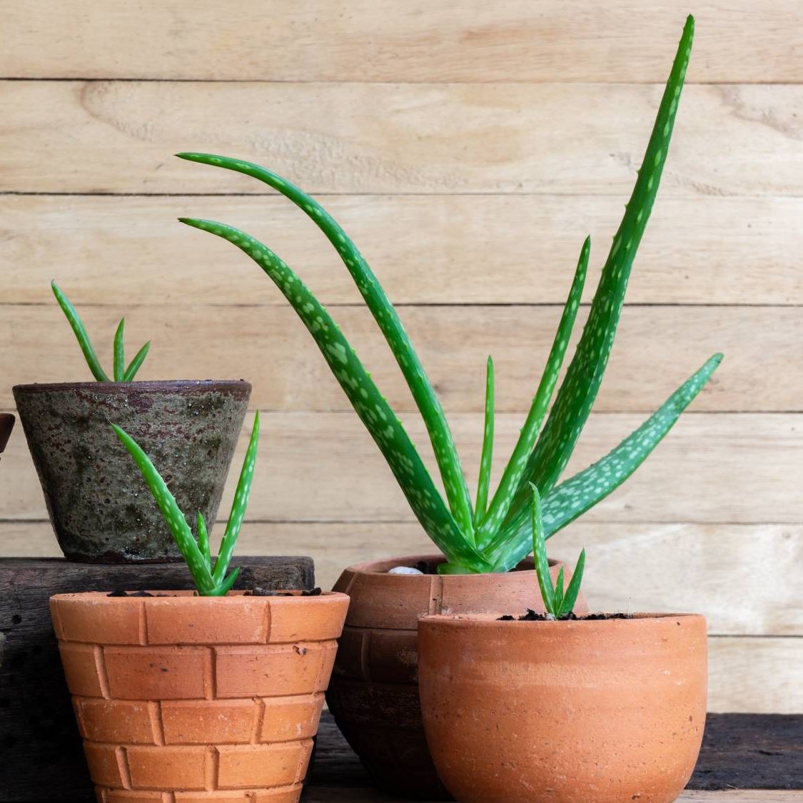 How To Propagate Aloe Vera: It's Easier Than You Think | Gardening Know How