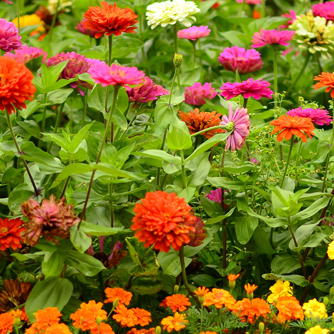 5 colorful flowers to plant in May for a beautiful summer garden | Tom's  Guide