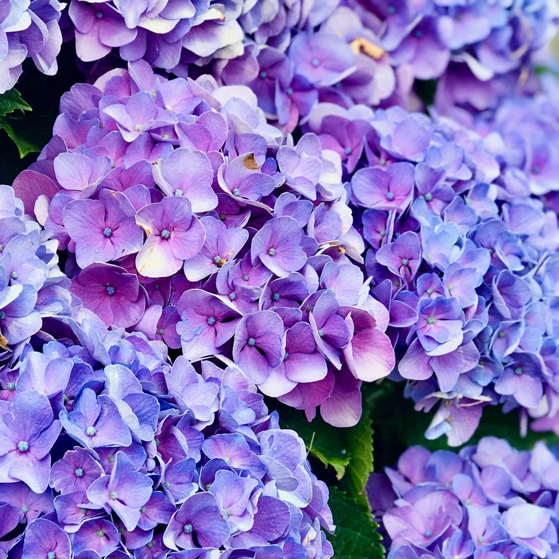 Set Hydrangea Colors in February | Easy Soil Treatment | Gardening