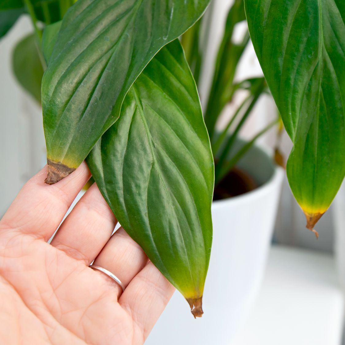 Why Your Peace Lily Has Brown Tips & How To Fix It | Gardening Know How