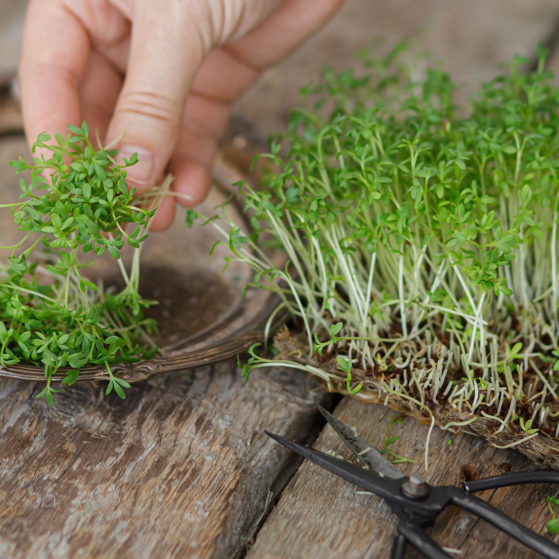 How to grow cress: indoors or in the garden | Homes and Gardens