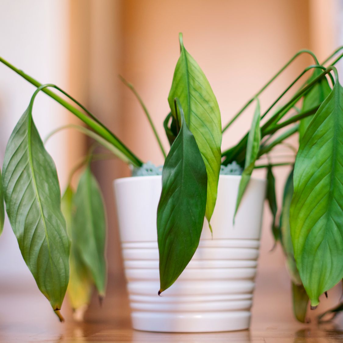 caramel marble philodendron Philodendron Caramel Marble  Yume Gardens Indonesia