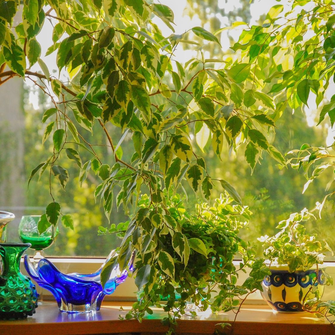 philodendron hanging plant Philodendron Green Wonder (Hanging Plant) ↑ 100 cm – urbanjngl.com main image 1