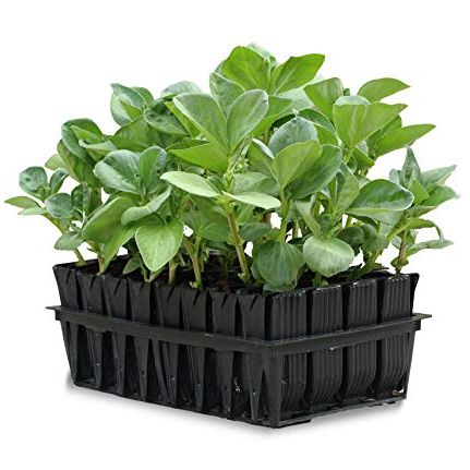 Haxnicks Deep Rootrainers | Reusable Deep Root Trainers | Seed Planting | Deep Rooted Plants | the Most Popular Size for Sweet Peas Vegetable Plants Peas Beans | Black, 32 Cells | Rt010101