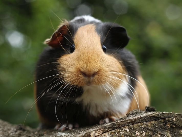 Hot guinea pig family of the rat Free Shipping