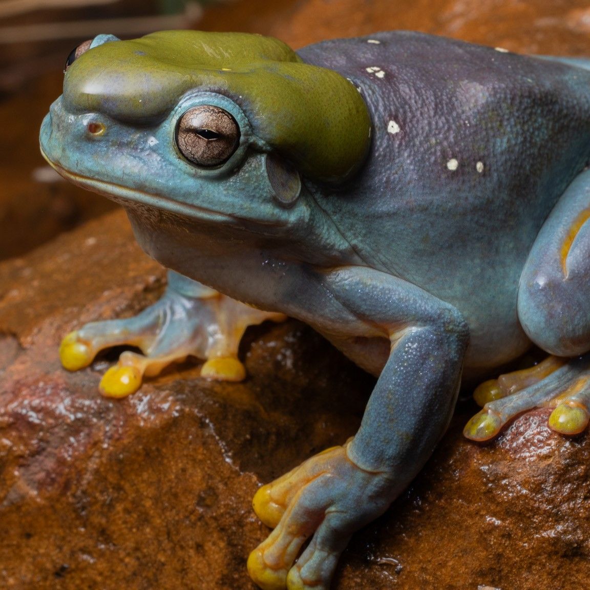 Lovely freak of nature': Mutant blue frog hops into wildlife