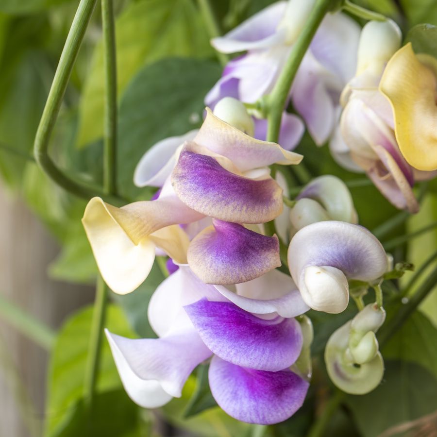 Corkscrew vine flowers