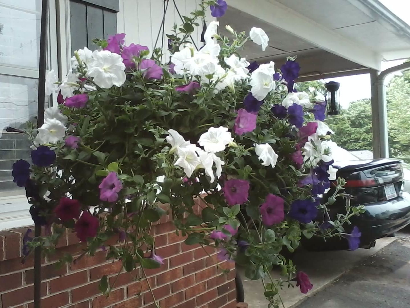 Planting Petunias In Hanging Baskets - Cascading Petunia Care | Gardening  Know How