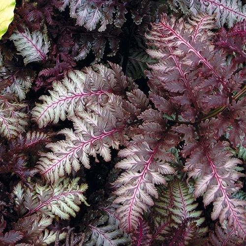 Burgundy Lace Painted Fern