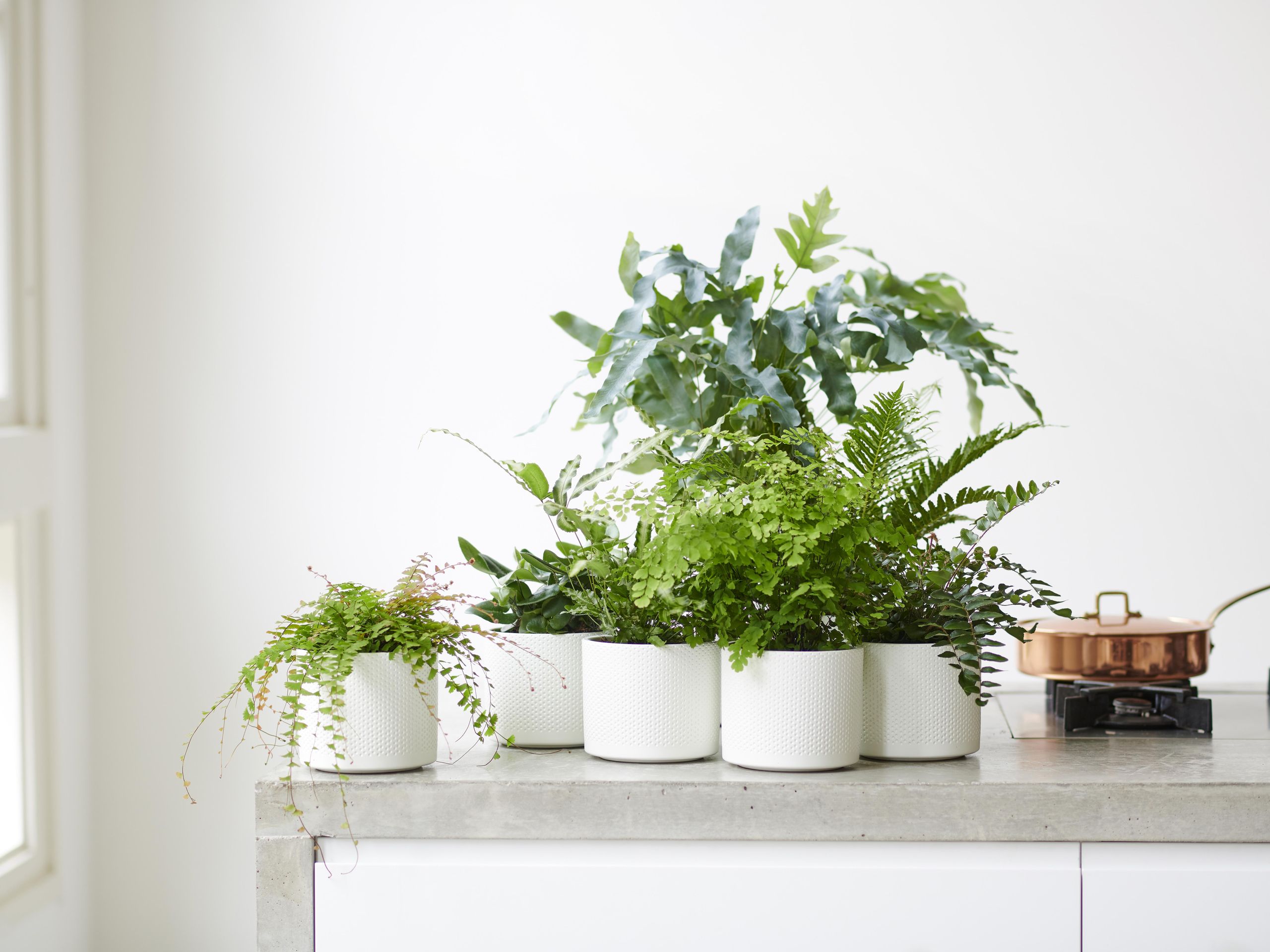 Where to Buy Houseplants  6 Places to Look Online for Indoor Plants  Delivered to Your Door | Livingetc