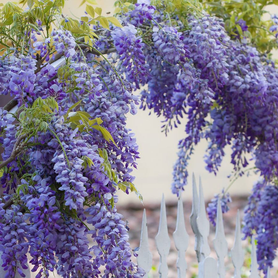 Best climbing plants for arches: 10 easy ideas for your garden | Homes and  Gardens