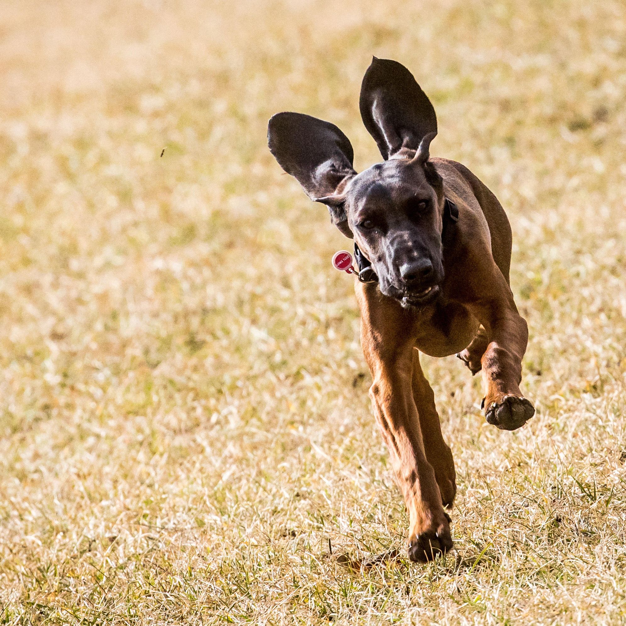 This agile dog can follow faint, hours-old scent trails through
