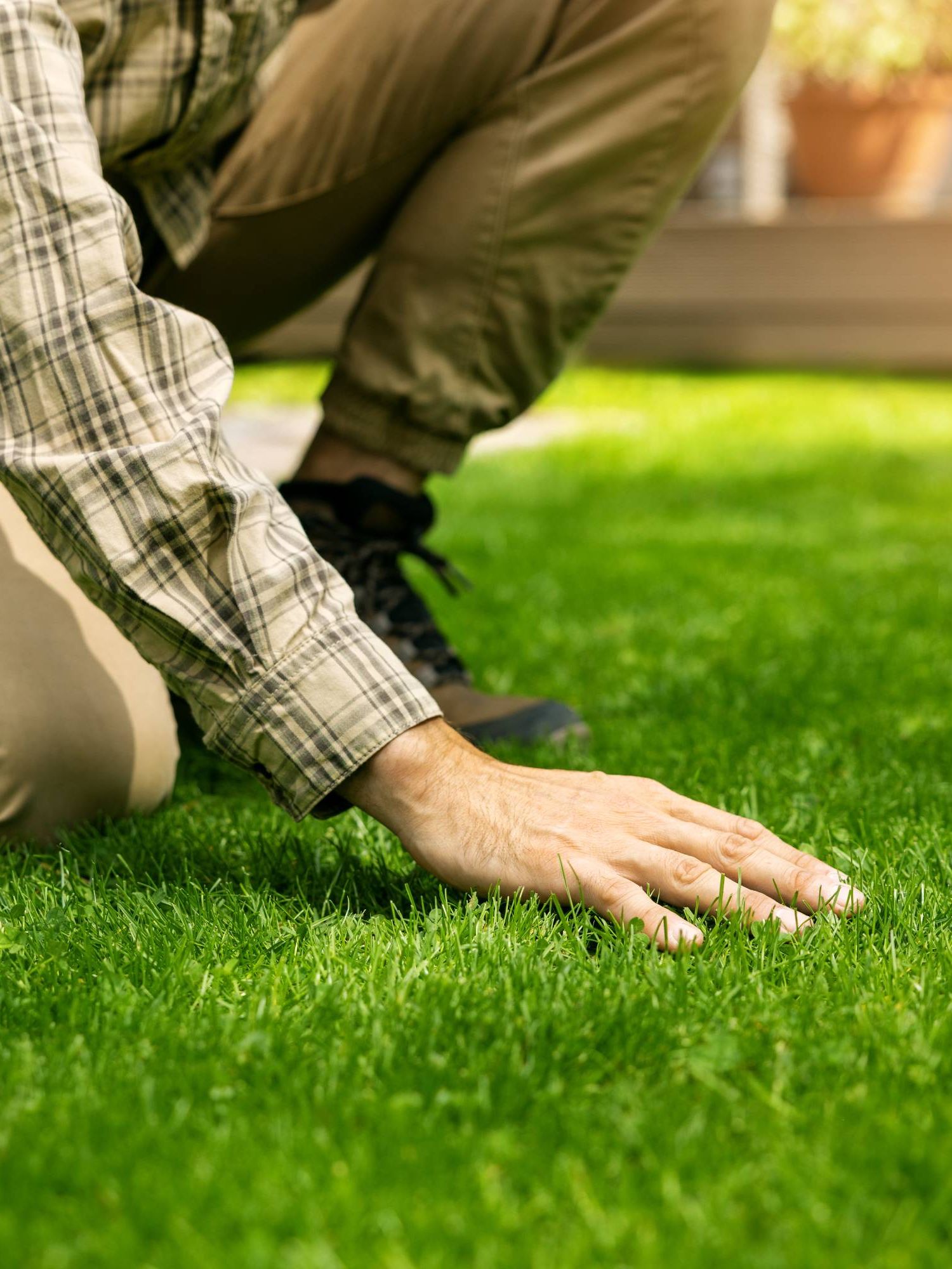Gardener runs hand over lush lawn grass