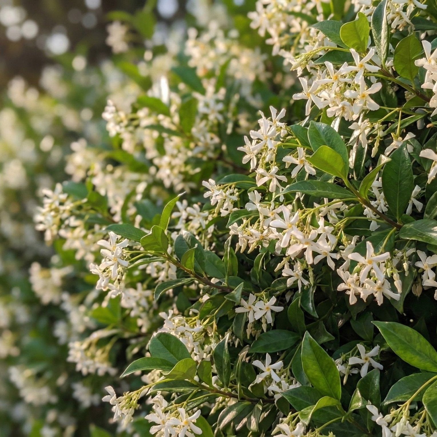 Confederate Jasmine - Quart Container