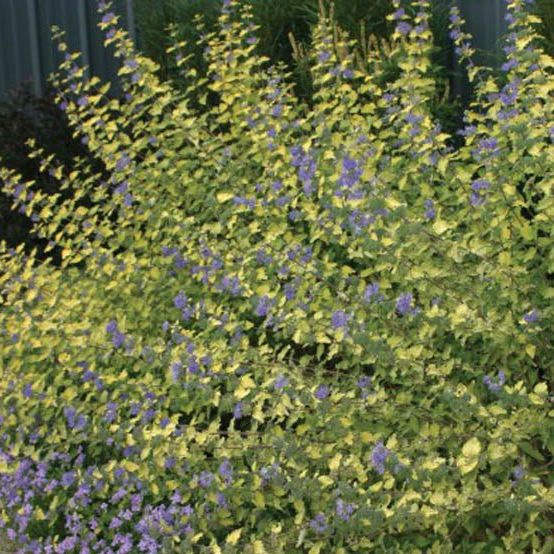 Sunshine Blue&amp;reg; Ii Bluebeard