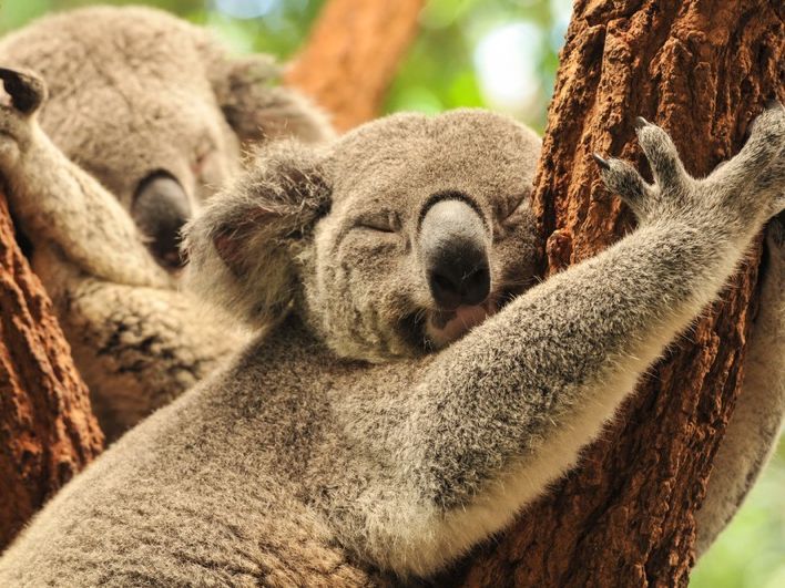 Animal Sex: How Koalas Do It | Live Science